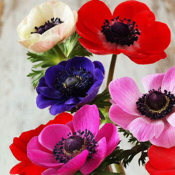 Spring Bulbs Anemone De Caen 24 X Bulb Pack, 5 of 6