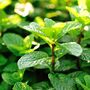 Herb Plants Garden Mint Plant In A 9cm Pot, thumbnail 10 of 10