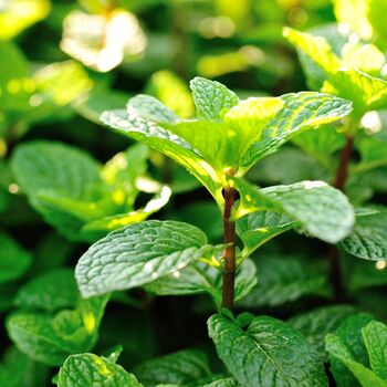 Herb Plants Garden Mint Plant In A 9cm Pot, 10 of 10