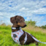 Rusty Bear Dog Harness, thumbnail 7 of 11