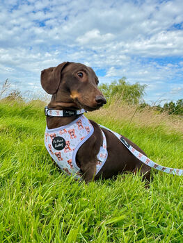 Rusty Bear Dog Harness, 7 of 11