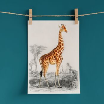 Vintage Giraffe Illustration Wall Art Print, 3 of 6