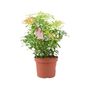 Pieris Forest Flame Evergreen Shrub In 5 L Pot, thumbnail 5 of 7