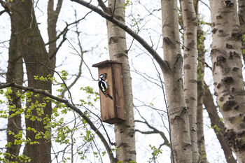 Handcrafted Woodpecker Nesting Box – Fsc Pinewood Wooden, 8 of 12