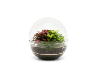 Terrarium Kit With Fittonias And Glass | 'Cali', 3 of 5