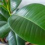 Rubber Plant | Ficus Elastica, thumbnail 4 of 4