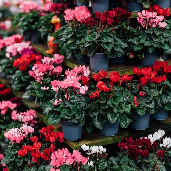 Cyclamen 'See Why' Four X Plant Pack, 3 of 5