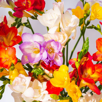Mixed Guernsey Long Stem Freesia Flowers, 3 of 4