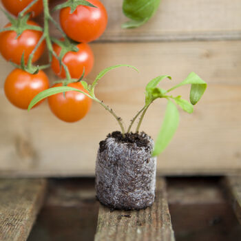 Grow Your Own Organic Tomato Sauce Gift Set, 2 of 11