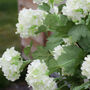 Faux Pale Green Viburnum Stem, thumbnail 3 of 3