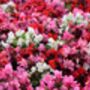 Begonia 'Green Leaf Mixed', thumbnail 1 of 9