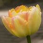 Tulipa Crème Upstar – 15 Cream And Pink Tulip Bulbs, thumbnail 1 of 3