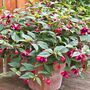 Perennial Fuchsia 'Dollar Princess' Five 9cm Pots, thumbnail 5 of 5