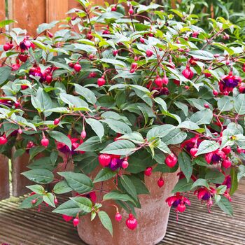 Perennial Fuchsia 'Dollar Princess' Five 9cm Pots, 5 of 5