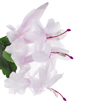 White 'Malissa Dancer' Christmas Cactus Two X 13cm Pots, 5 of 6