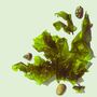 Coastal And Seaweed Foraging Brighton Experience Day, thumbnail 1 of 7