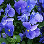 Flowers Pansy 'True Blue' 20 X Plant Pack, thumbnail 5 of 5