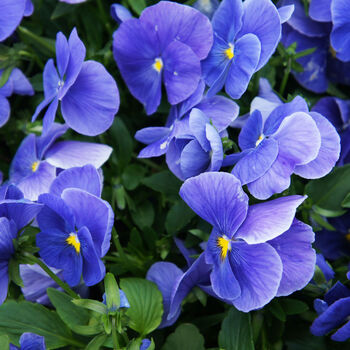 Flowers Pansy 'True Blue' 20 X Plant Pack, 5 of 5