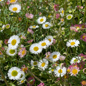 Heart Necklace With Daisy Flowers And Silver Beads, 9 of 10