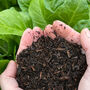 Certified Organic Peat Free Compost 50 Litres, thumbnail 1 of 5