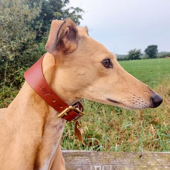 Brown Leather Whippet Collar Can Be Personalised, 2 of 9