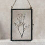 Antique Pressed Flower Frame: Small Gypsophila, thumbnail 3 of 7