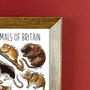 Small Mammals Of Britain Wildlife Print, thumbnail 8 of 9