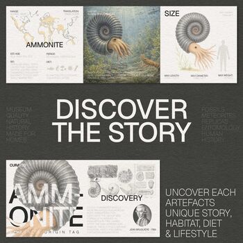 Cleoniceras Ammonite Box Frame Real Authentic Jurassic Dinosaur Fossil Museum Quality Natural History Interior Design Home Decor Display Gift Ornament, 4 of 5