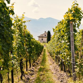 Sauvignon Blanc Boxed Wine, 3 of 5