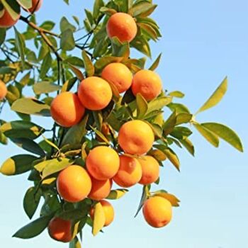 Large Citrus Tree Clementine One X Plant In 5 L Pot, 4 of 7