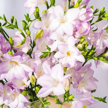 Lilac Guernsey Long Stem Freesia Flowers, 2 of 3