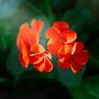 Flowering Plants Geranium 'Orange' 20 Large Plants, thumbnail 4 of 5