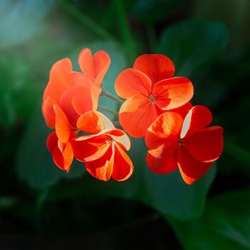 Flowering Plants Geranium 'Orange' 20 Large Plants, 4 of 5