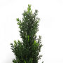 90cm Uv Protected Artificial Cedar Cypress Topiary, thumbnail 3 of 3