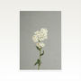 White Flowers Photographic Still Life Print, thumbnail 2 of 2
