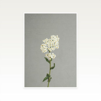 White Flowers Photographic Still Life Print, 2 of 2