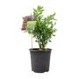 Sarcococca Confusa – Sweet Box In 3 L Pot Shrub, thumbnail 2 of 4