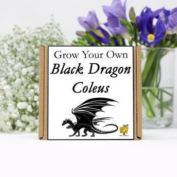 Gardening Gift. Grow Your Own Black Dragon Coleus Seeds, 2 of 4
