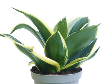 Snake Plant Jade Pagoda Indoors Plant In 9cm Pot, 3 of 4