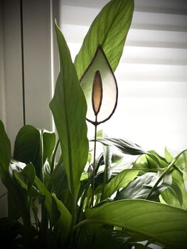 Peace Lily Plant Stake Stained Glass Faux Flowers, 4 of 5