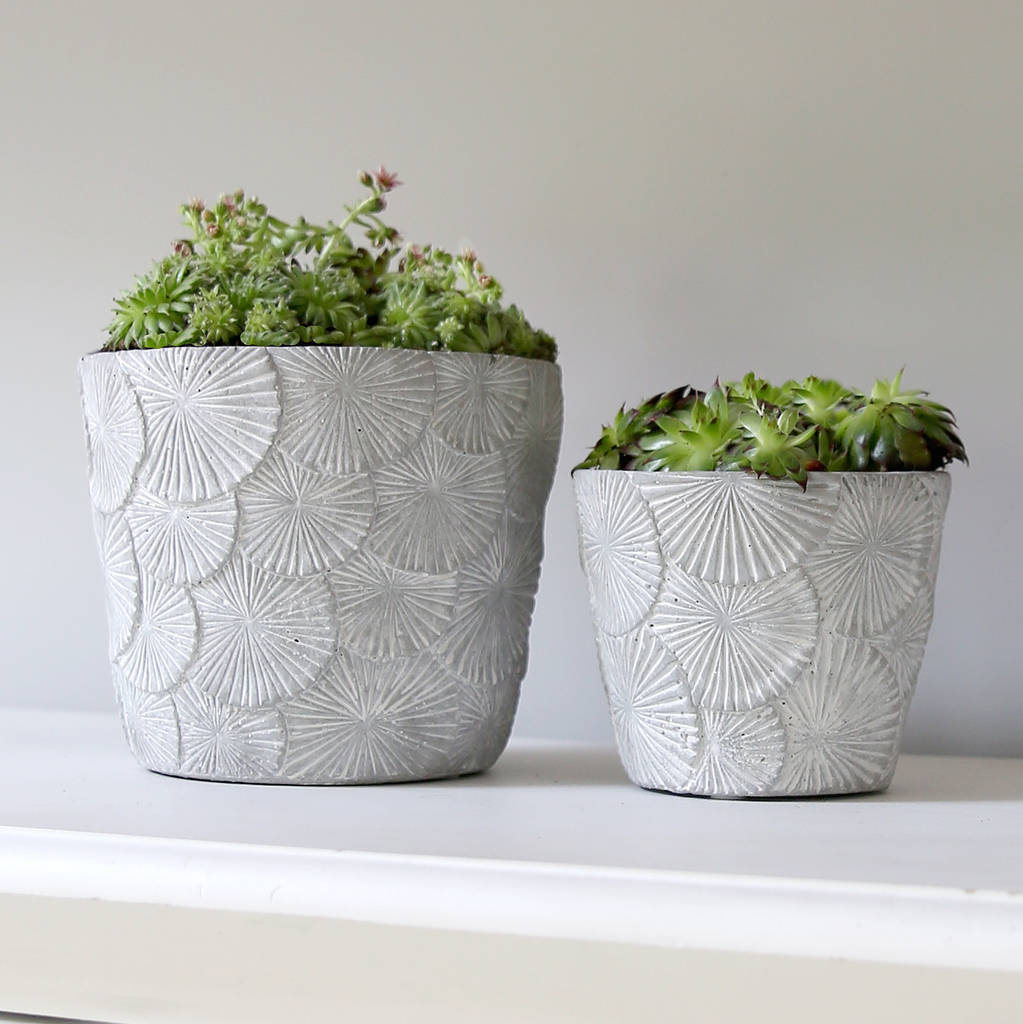 concrete fan plant pot by red lilly | notonthehighstreet.com