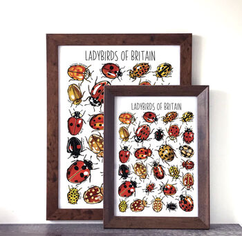Ladybirds Of Britain Wildlife Watercolour Print, 7 of 7