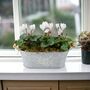 Cyclamen Floral Planted Trough – Autumn Winter Display, thumbnail 8 of 9