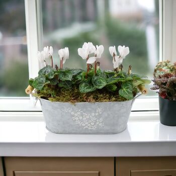 Cyclamen Floral Planted Trough – Autumn Winter Display, 8 of 9