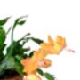 Christmas Cactus Multipack Three X Plants 13cm Pots, thumbnail 3 of 10