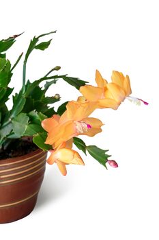 Christmas Cactus Multipack Three X Plants 13cm Pots, 3 of 10