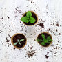Grow Your Own Peppermint Tea Herbal Seed Kit, thumbnail 6 of 9
