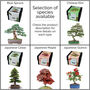 Master Bonsai Tree Starter Kit Bundle, thumbnail 4 of 9