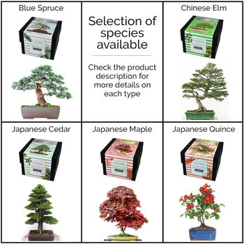 Master Bonsai Tree Starter Kit Bundle, 4 of 9