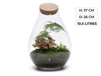 Large Pre Assembled Terrarium With Plants | 'Vienna', 3 of 6